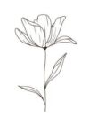 form-flower calmar-flower