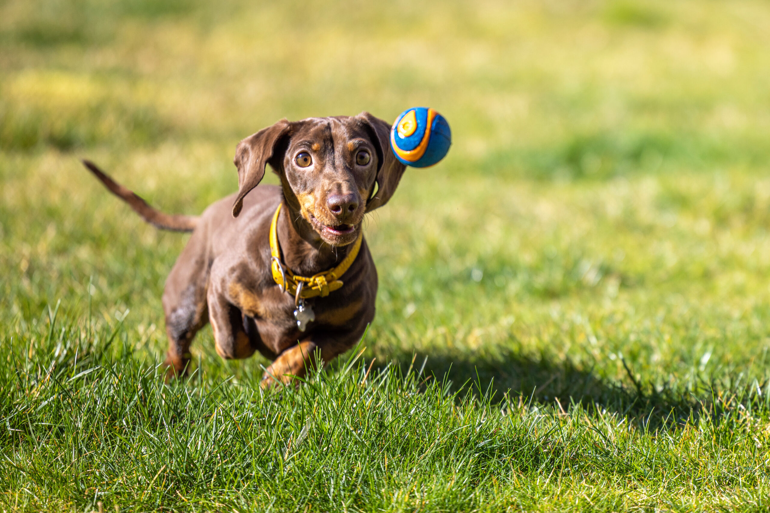 Miniature Dachshund running in the grass